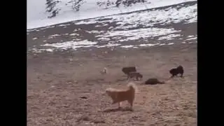 Snow leopard vs 5 tibetan mastiffs