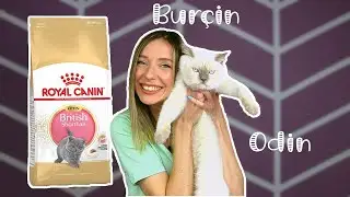 Royal Canin British Shorthair Kitten Mama | Burçin