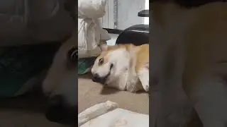 Апчхи 🤧 #корги #коргипемброк #corgi #corgilove #corgilife #corgirussia #вельшкорги #коргироссии