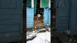 Кот Кузя и медленно падающий снег