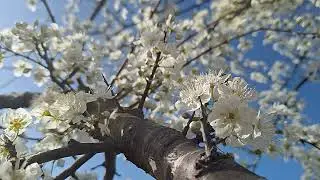 @New things in nature Prunus domestica,plums flowers and bees,lulet e kumbullave dhe bletët(2)