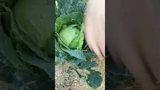 Tìm em như thể tìm chim