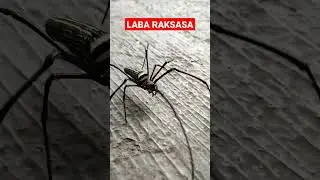 LABA LABA