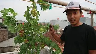 Anggur Ninel Ownroot Episode 03