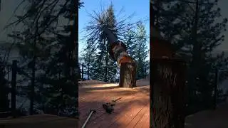 Big TREE Dropped INSIDE A DECK #Shorts