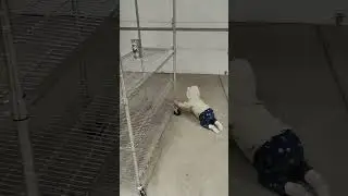 Baby Tyka Helping Sort Out Garage 
