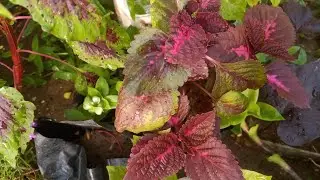 My Simple Garden is live!