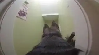 Тайная жизнь немецкой овчарки