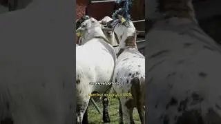 Conoce lo que es un animal perfecfo 100% #pelifolk #agriculture #mexico