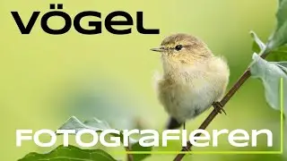 Bird photography - Tutorial for the chiffchaff - Learn nature photography