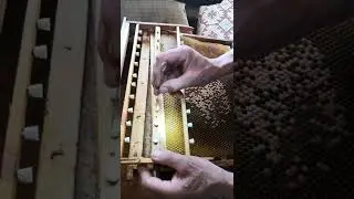 Секреты работы, вывод пчеломаток