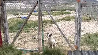 Talkative puppy, Kangerlussuaq, Greenland