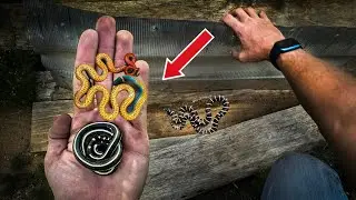 Finding Crazy Snakes Under Garbage in California!