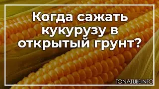 Когда сажать кукурузу в открытый грунт? | toNature.Info