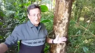 Forestry - Growing Timber is Conservation in Action - Paradise Distributors