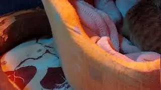 Малыш суриката в зоопарке 😍