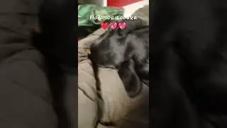моя собака часть 2 #рек