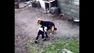 Маленьке козеня шукає молоко у собаки