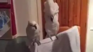 Веселый дуэт и пернатый зритель