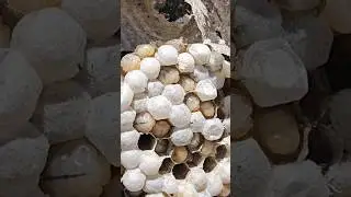 3D printed honeycomb infill - Wasps...I got stung