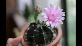 Romantic music, exotic cactus flowers and relax Цветение кактусов и романтичная расслабляющая музыка