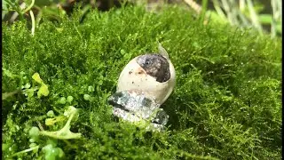 First Hatchling of the 500Gallon set up