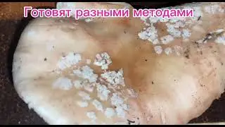 МУХОМОР СЕРО-РОЗОВЫЙ.Amanita rubescens.