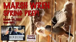 Marsh Wren Spring Prep!