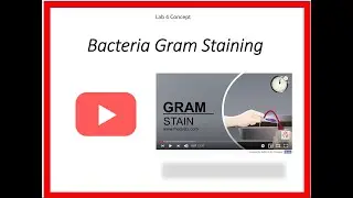 Gram Staining Procedure Animation Microbiology   Principle, Procedure, Interpretation