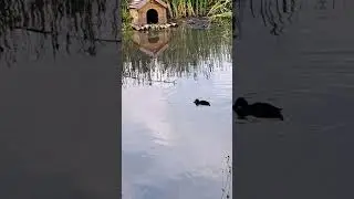 Дикие утки в городском парке