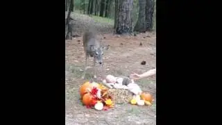 Deer Wanders Into Baby's Photo Shoot -- PHOTOBOMB!