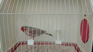 Topacio Rojo Mosaico M 5 -22 ( seleccionando para cria )