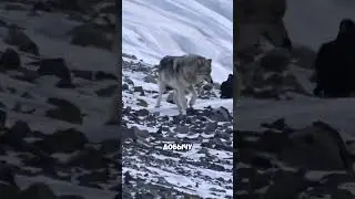 Friendship between wolves and crows! 🐺🤝🏻🐦‍⬛🤯 