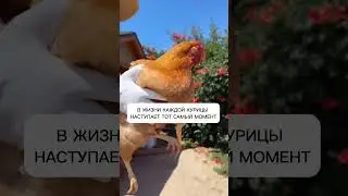 🙀 