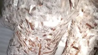 Выращивание вешенки на камыше часть 2