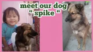 meet our dog '' Spike'' ang mabait  at malambing na aso