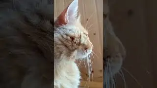 МАРСИК НА УЛИЦЕ 🌟 МУЗЫКА АВТОРА 