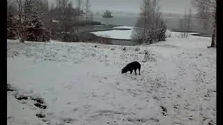 Зимний сказочный лес!