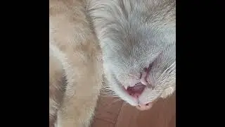 Рыжик спит "без задних ног".
