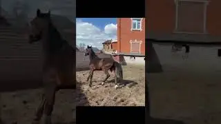 Фуруши 2сола қад:1.73 ватсап +79200188666