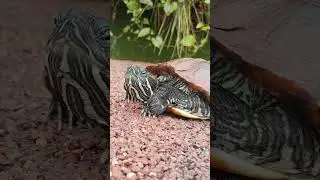 Angry Terrapin Don't challenge his rage