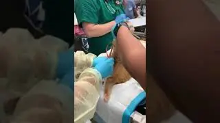 Administering an enema