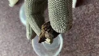 Unboxing a baby alligator snapping turtle!