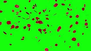 Falling red rose Petals || Green screen || Top to bottom || NEW || Free hd footage