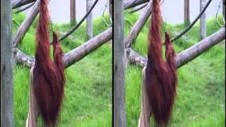 Auckland Zoo Highlights in 3D