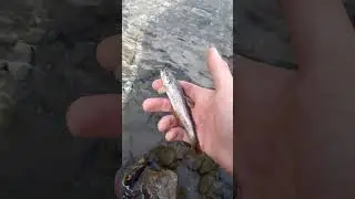 Форелька #fishing #рыбалка #troutfishing