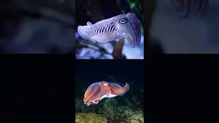 The GOAT of camouflage "The Cuttlefish "