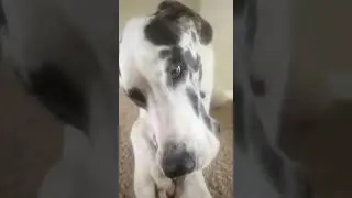 #foryou #dog #viral #christmas #fy #cute #funny #adventcalendar #foryoupage #viralvideo #fun #fypシ