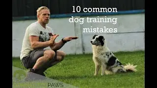10 common dog training mistakes