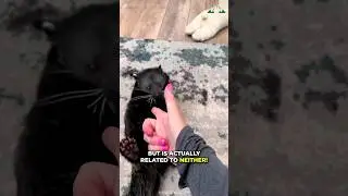 Binturong | A Popcorn Bear